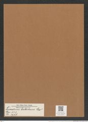 Triceratium barbadense Grev. (de-Toni-Nr.: Genus 140, Species 3977) Zeichnungen Sammlung Grunow Mappe 03975 (Herbarium_W_Grunow_drawings_Folder_03975)